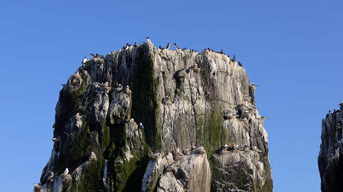 Drieteenmeeuwen en zeekoeten-Farne Islands